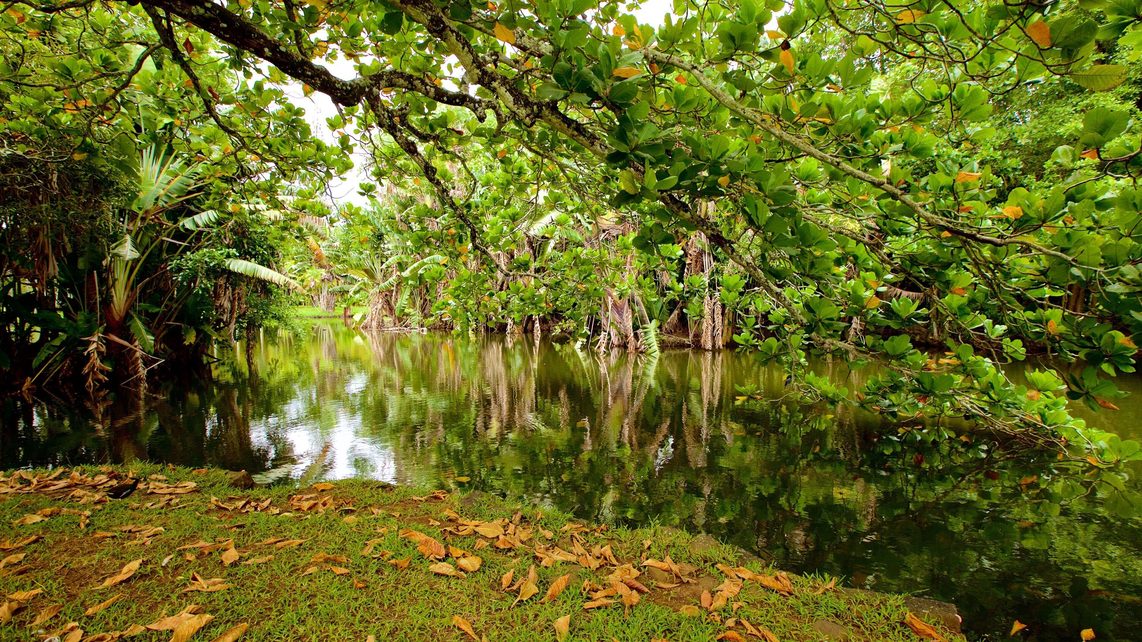 パンプムス ボタニカル ガーデン 表示 河あるいは小川 と 公園