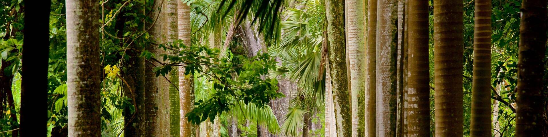 Pamplemousses Botaniske Have som viser en have