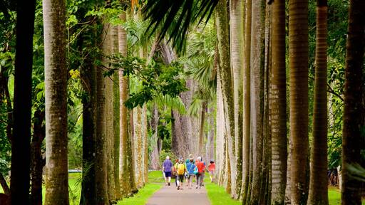 Jardín Botánico de Pamplemousses mostrando un parque