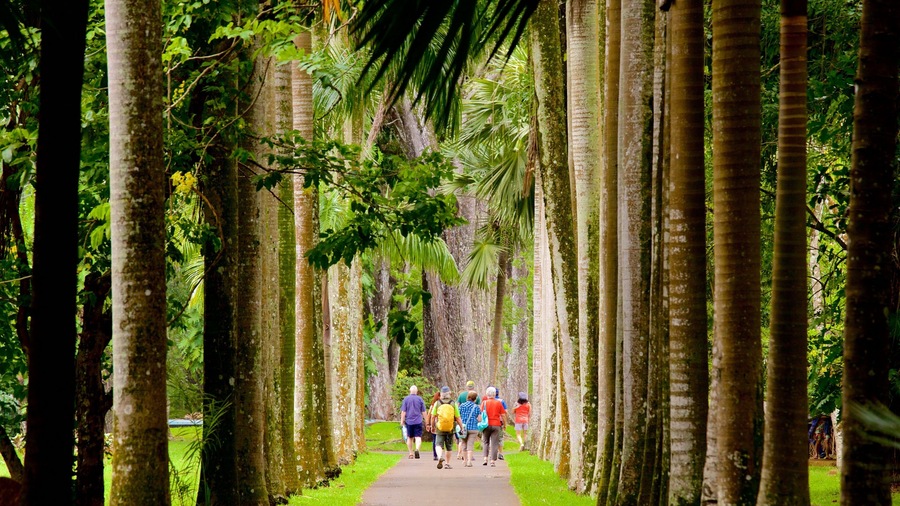 Pamplemousses Botanical Garden showing a park