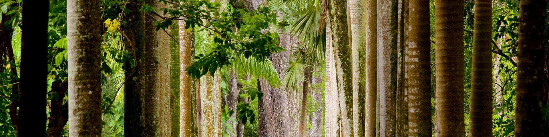 Pamplemousses Botanical Garden che include parco