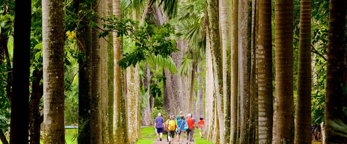 A pathway flanked by tall trees, with people walking along it.