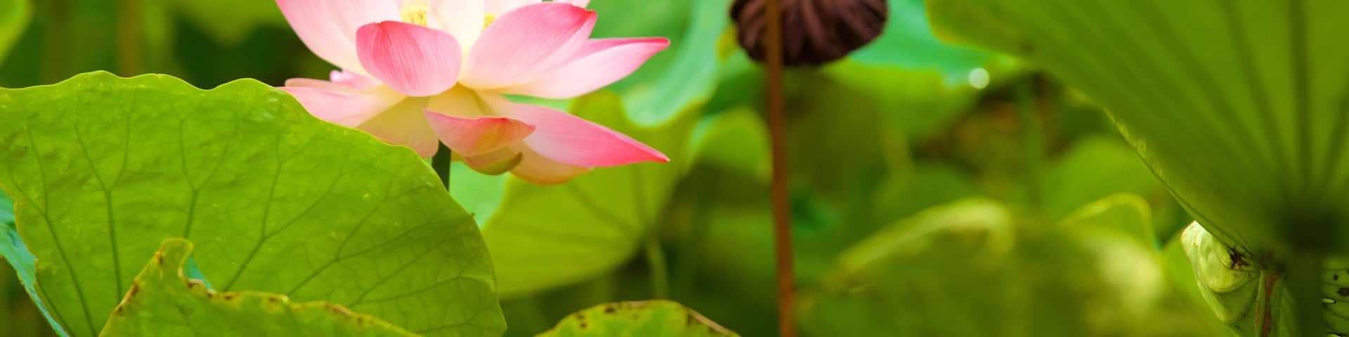 Pamplemousses Botanical Garden showing flowers