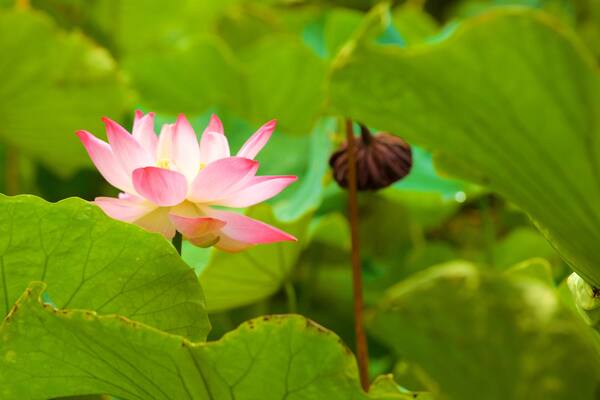 Pamplemousses Botanical Garden featuring flowers
