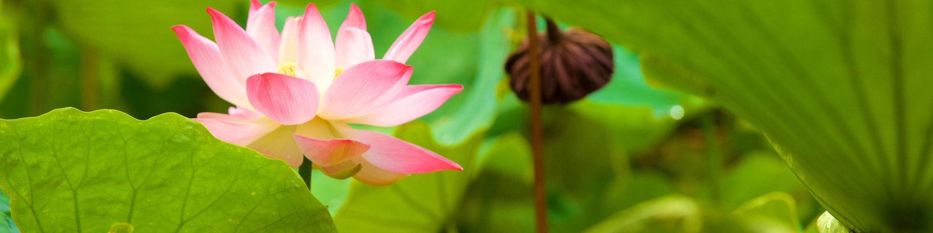 Jardim Botânico de Pamplemousses caracterizando flores