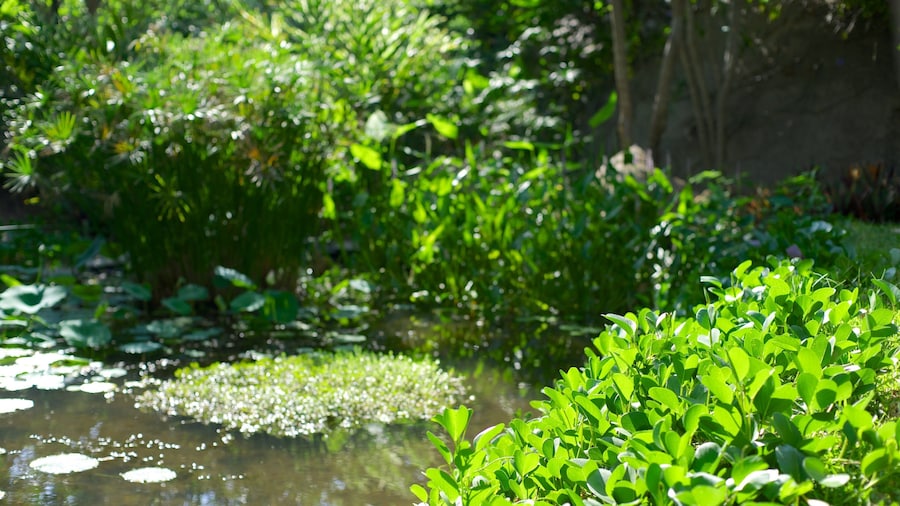 阿卡波可植物園 呈现出 池塘 和 公園