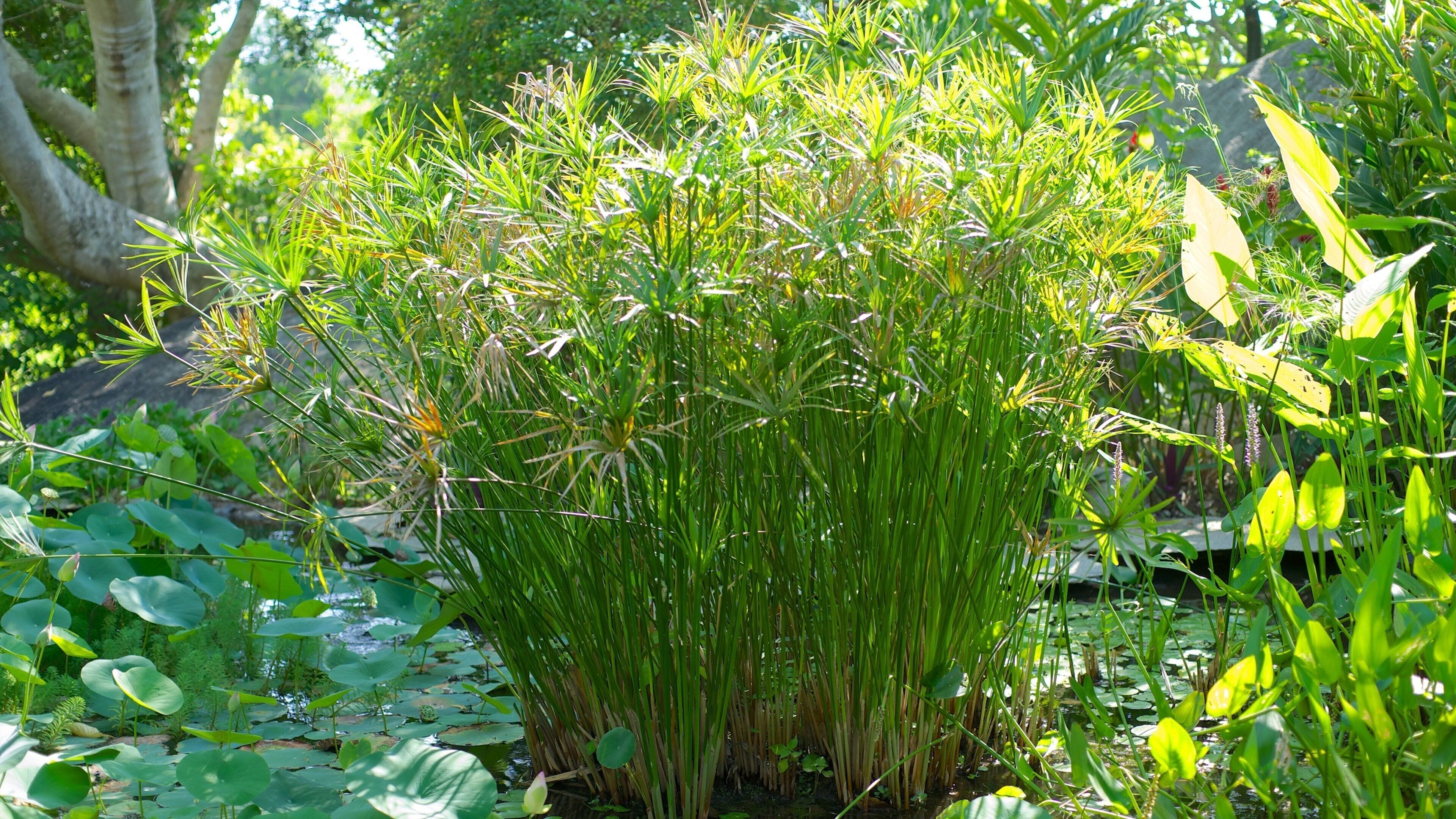 Jardin Botanico de Acapulco which includes a park and a pond