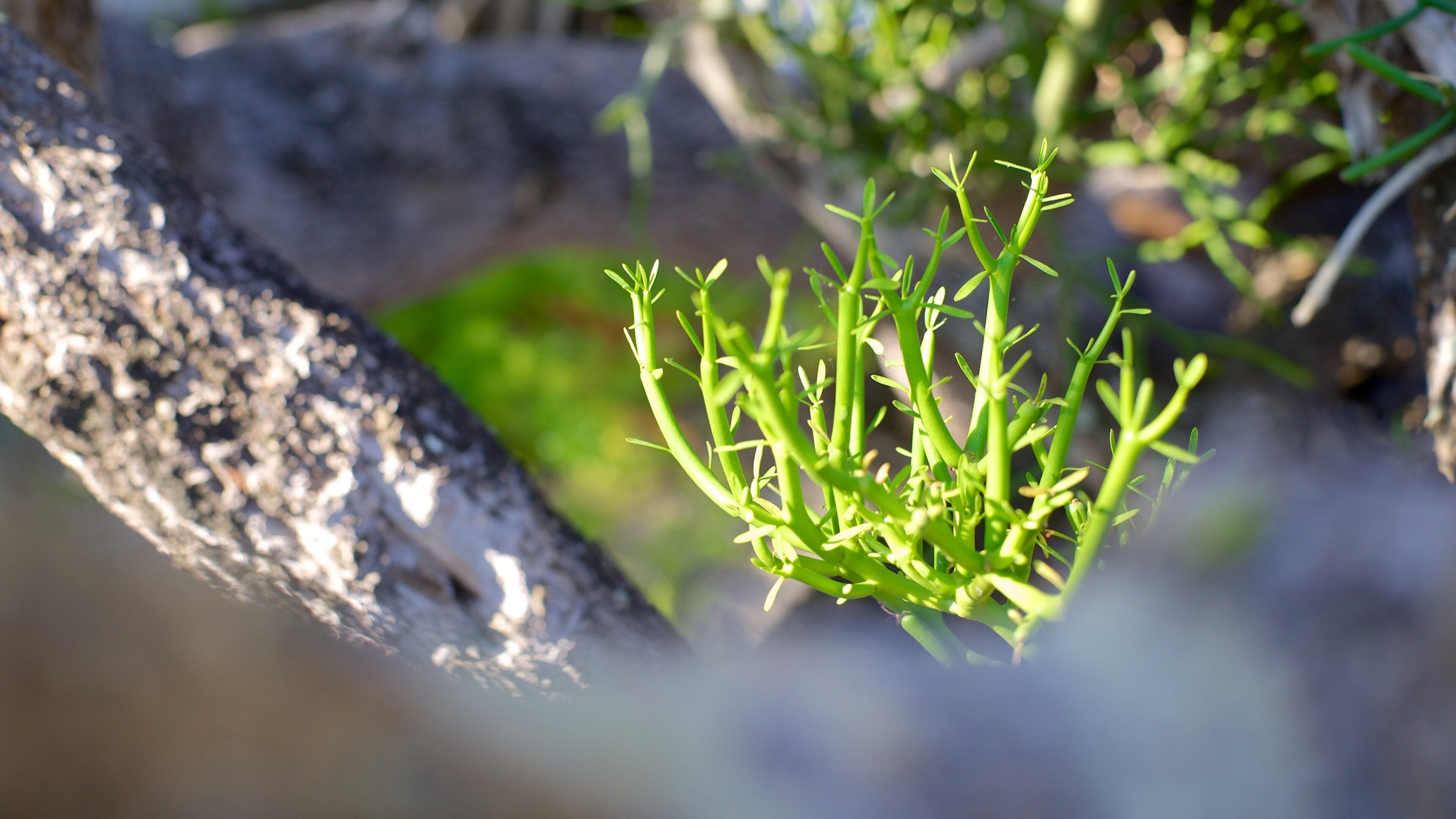 Capilla de la Paz showing flowers