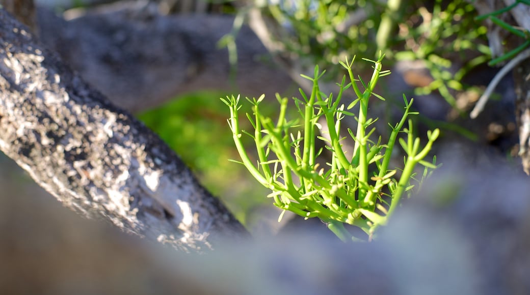Capilla de la Paz mettant en vedette fleurs