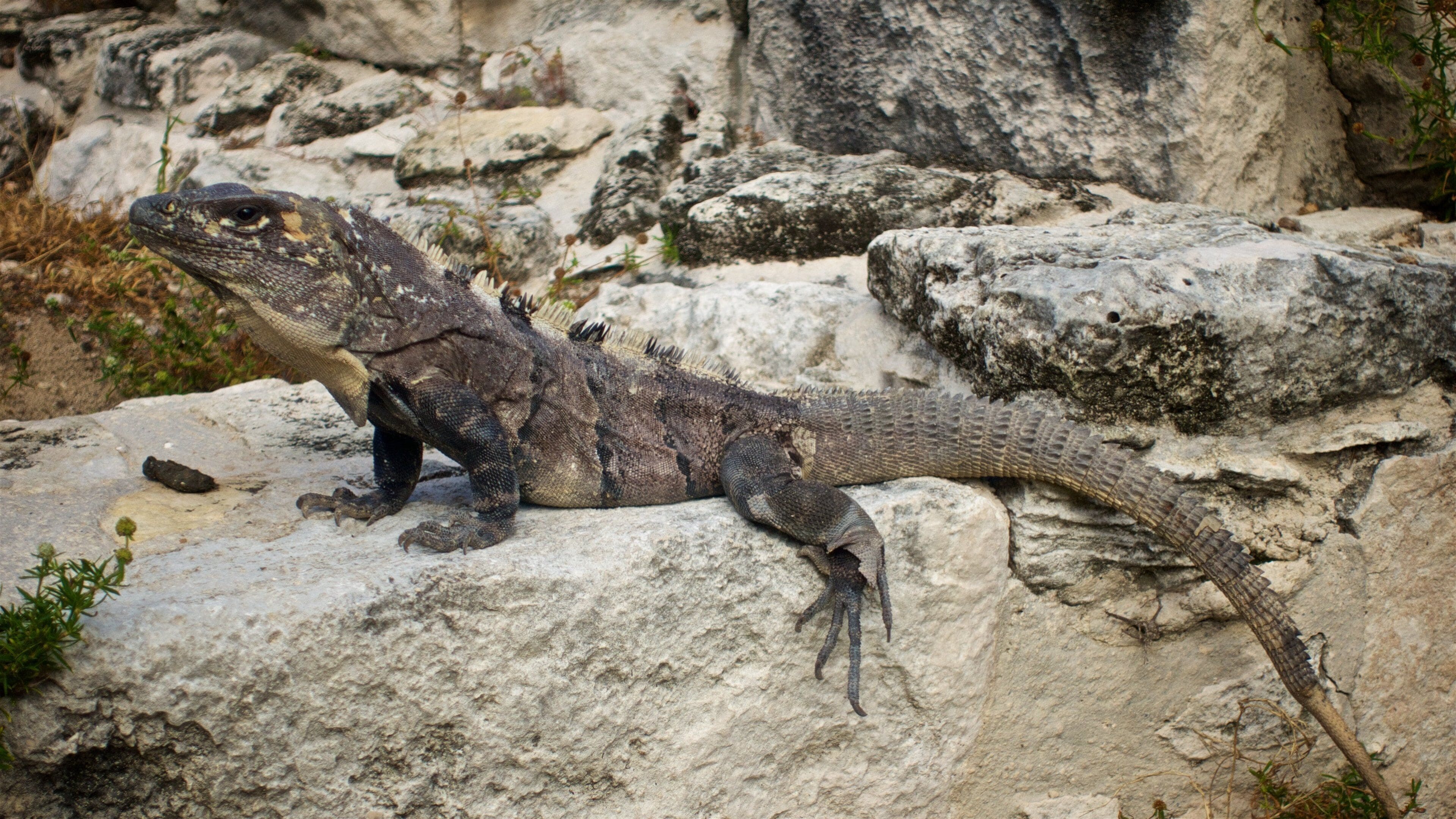 El Rey Ruins featuring animals
