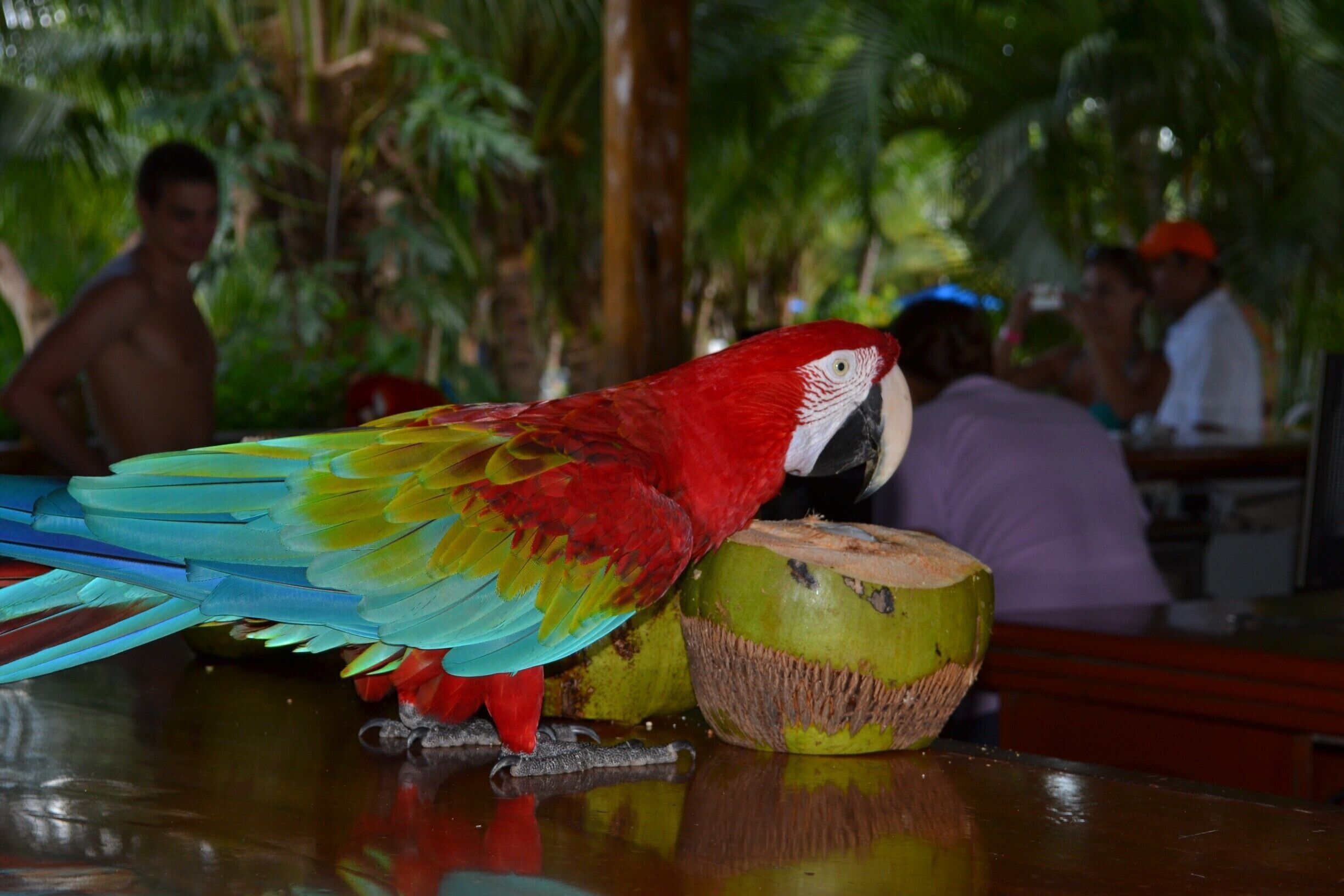 A macaw frolicking about while we were eating lunch #cruisingthecaribbean