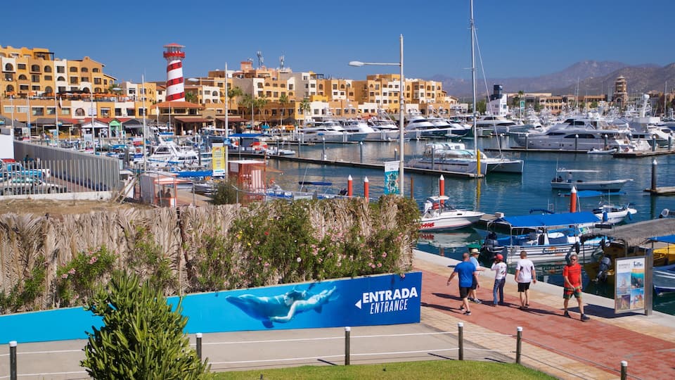 Cabo Dolphins featuring a bay or harbor