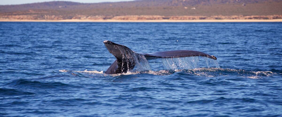 Cabo Pulmo which includes marine life and general coastal views
