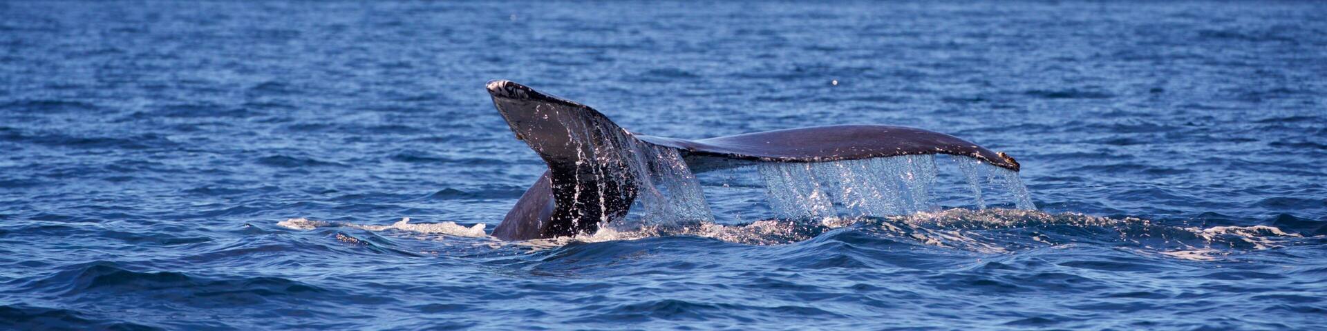 A whale breaching the ocean surface with a mountainous coastline in the background.