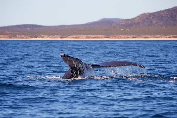 A whale breaching the ocean surface with a mountainous coastline in the background.