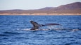 A whale breaching the ocean surface with a mountainous coastline in the background.
