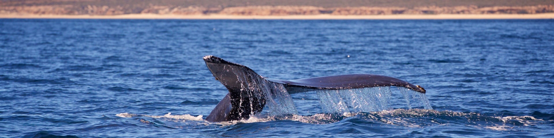 Una ballena rompiendo la superficie del océano, con una costa montañosa al fondo.