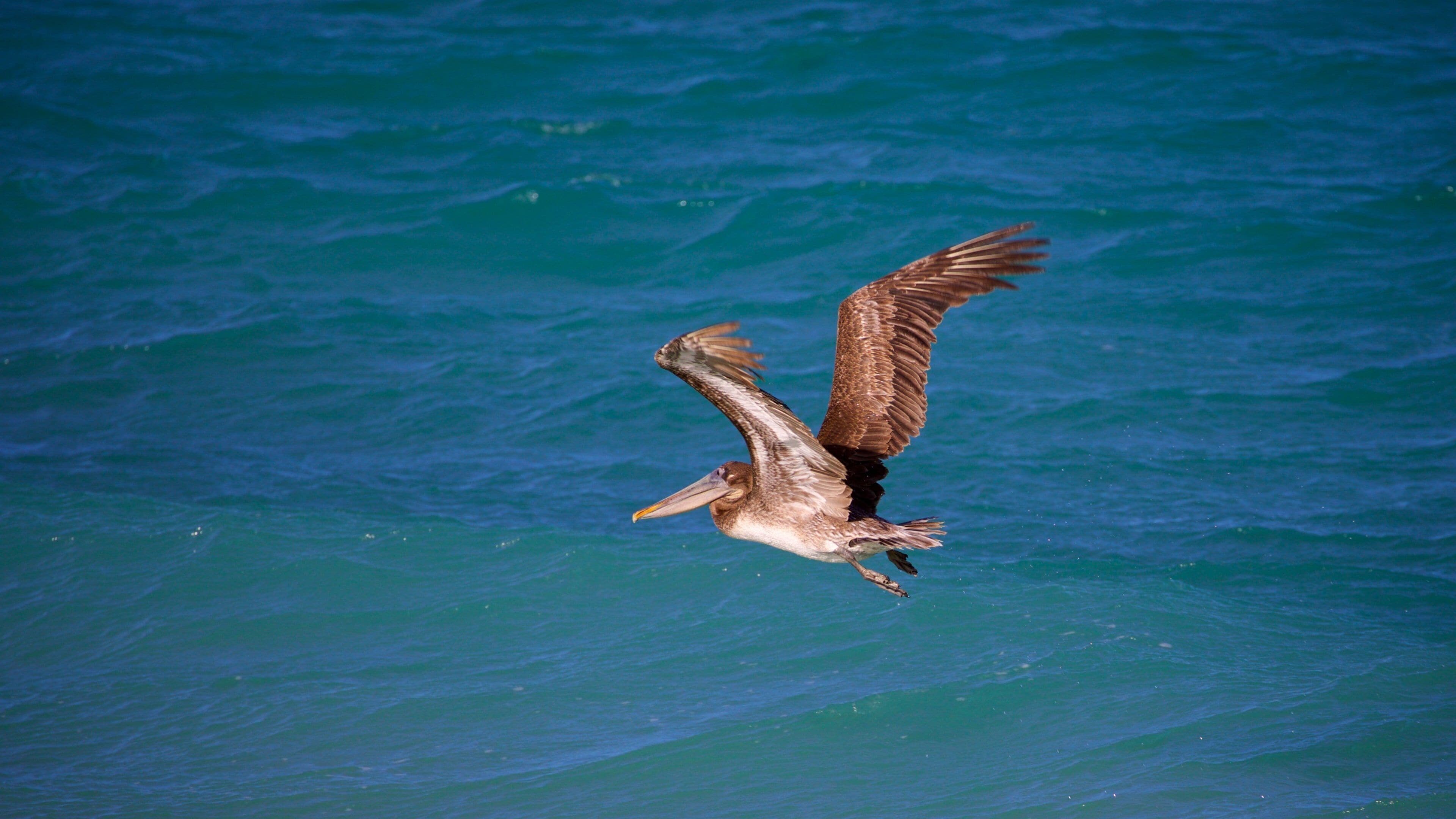 Cabo Pulmo which includes general coastal views and bird life
