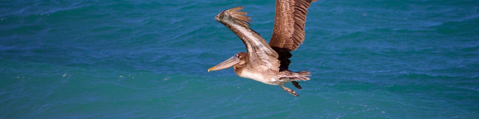 Cabo Pulmo which includes general coastal views and bird life