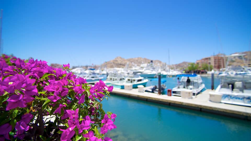 Marina Del Rey which includes flowers and a marina