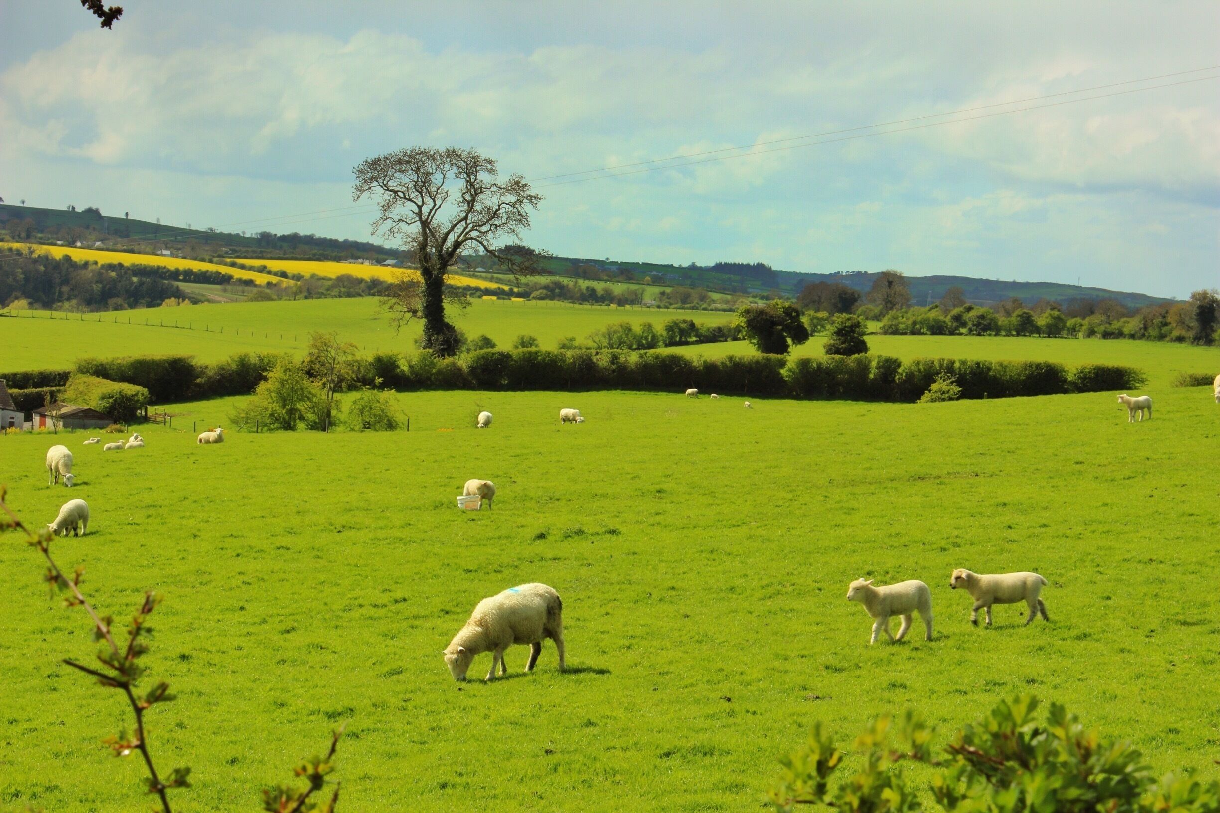 Grazing sheep unaware they graze next to Newgrange, one of the oldest prehistoric monuments in Ireland. #green