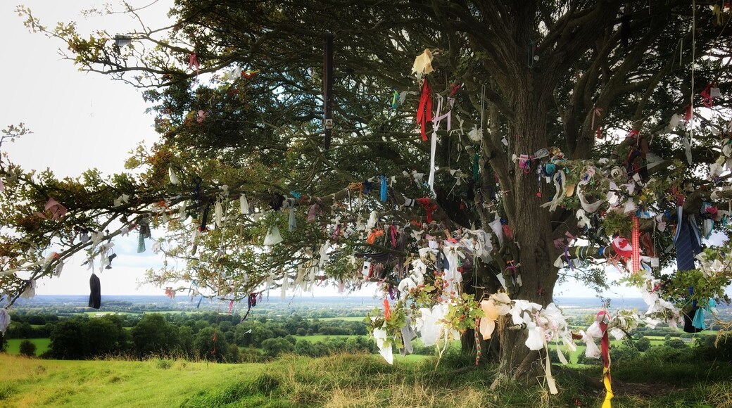 Fairy Tree at Hill of Tara. People still believe!