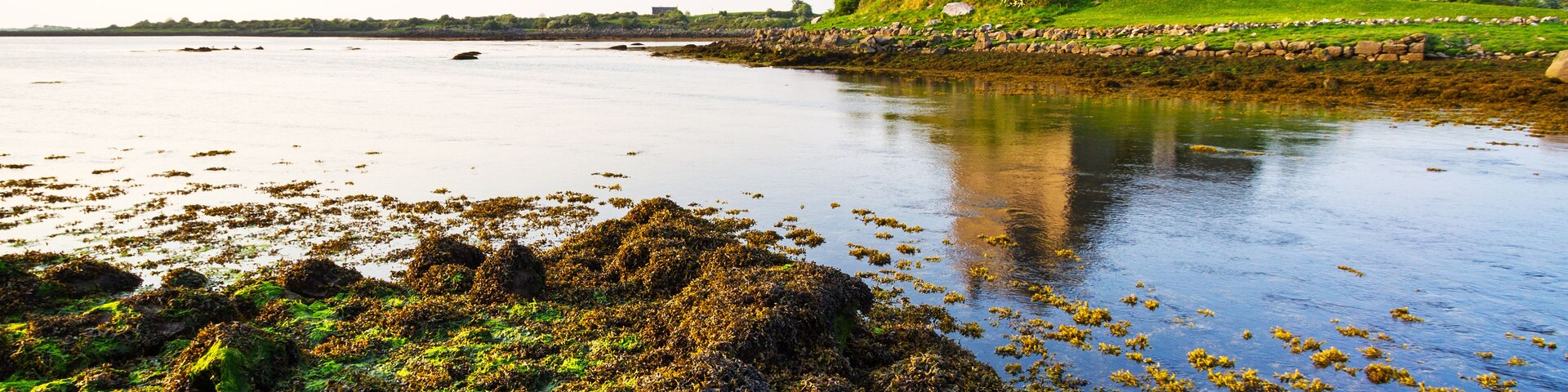 Dunguaire castle in Co. Galway, Ireland