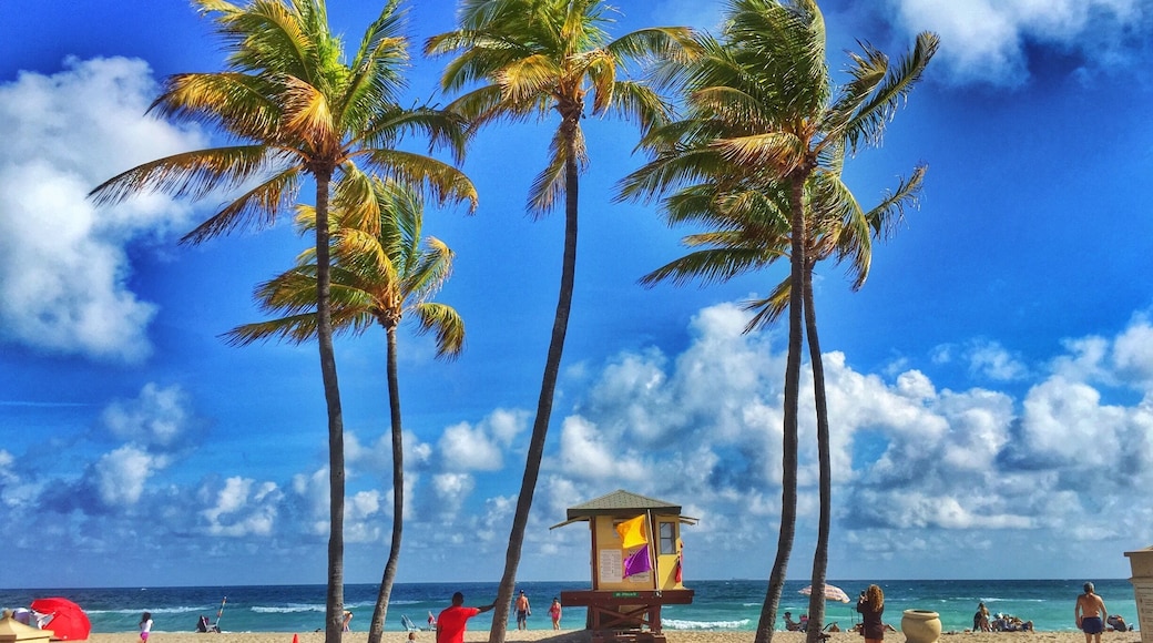 These Hollywood Beach palm trees in Ft. Lauderdale, Florida are just too perfect! Didn't know the boardwalk there was so awesome. Found this #beach on a #roadtrip to Florida for Christmas.
