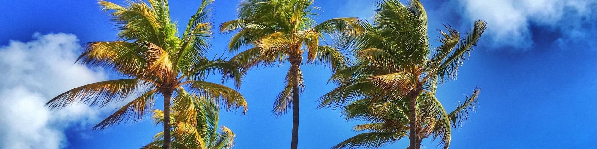 These Hollywood Beach palm trees in Ft. Lauderdale, Florida are just too perfect! Didn't know the boardwalk there was so awesome. Found this #beach on a #roadtrip to Florida for Christmas.