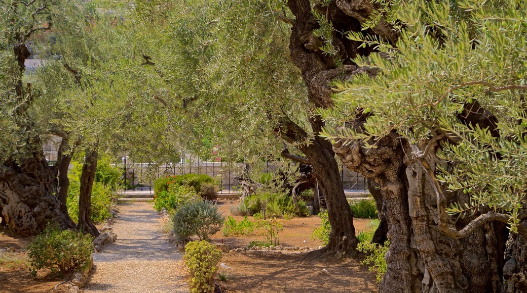 Jardín de Getsemaní ofreciendo un parque