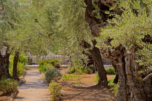 Garten Gethsemane das einen Garten