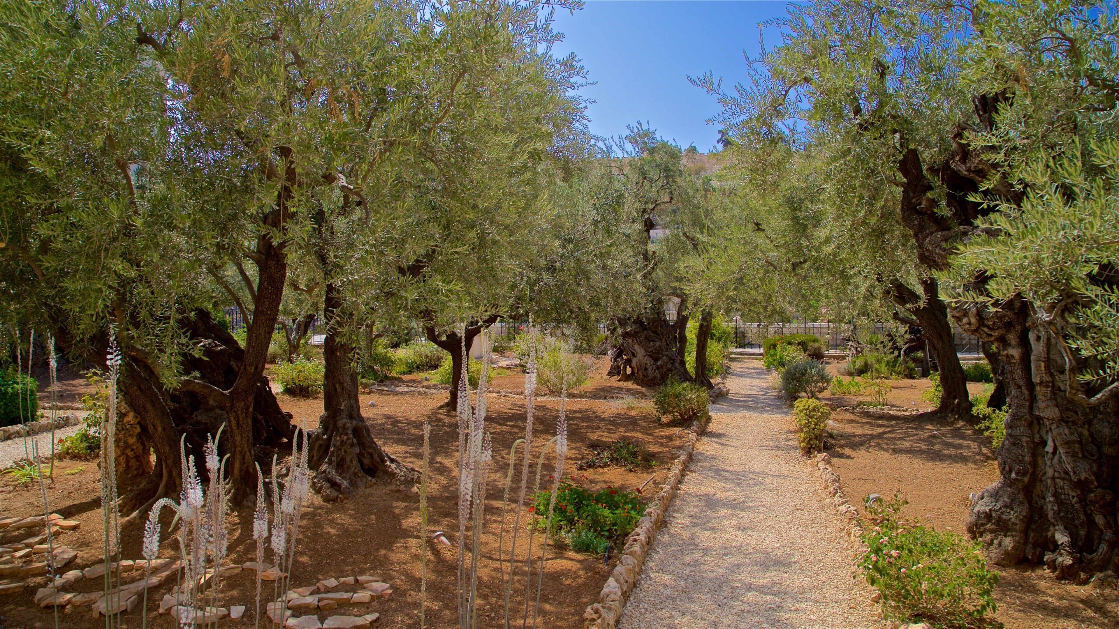 Garden of Gethsemane which includes a park
