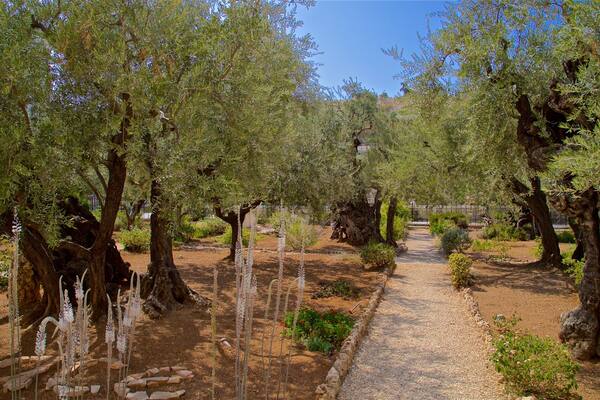 Garden of Gethsemane which includes a park