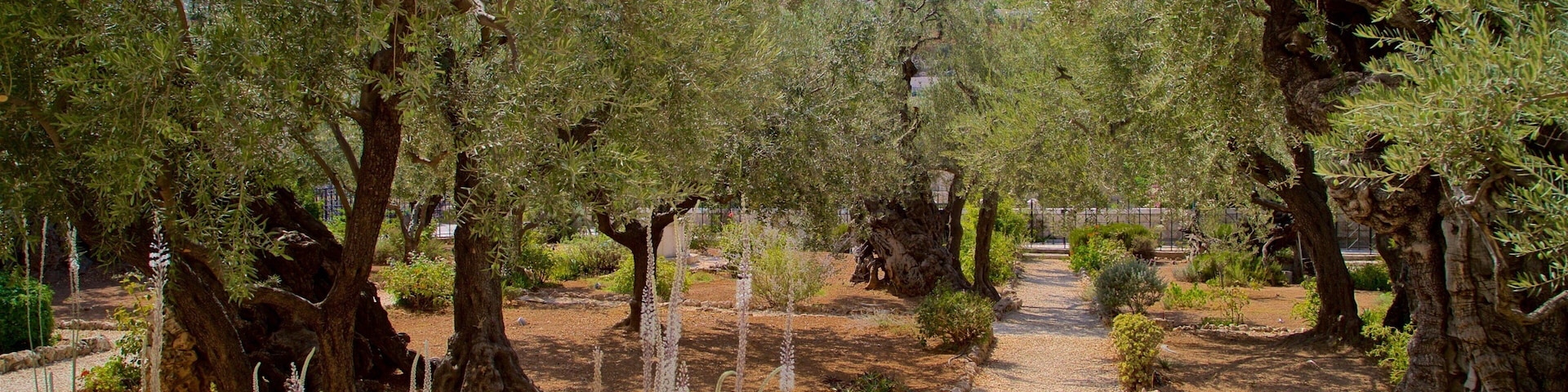 Garden of Gethsemane which includes a park