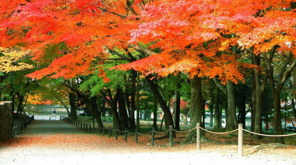 Nanzenji Temple featuring forest scenes, autumn leaves and a garden