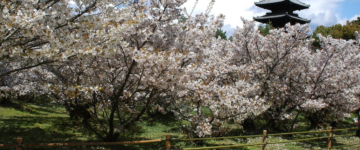 Ninnaji Temple featuring a park