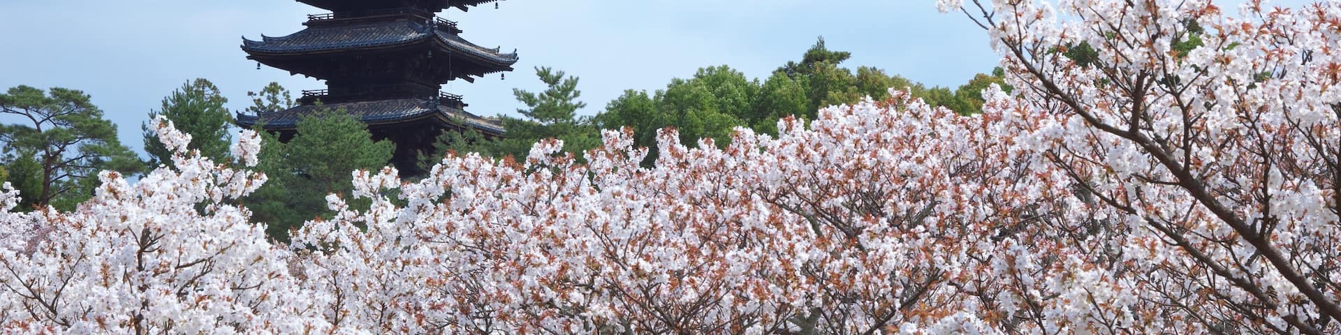 A pagoda with multiple tiers, cherry blossoms in the foreground, and a clear blue sky.