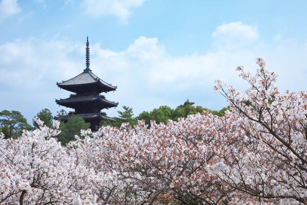 A pagoda with multiple tiers, cherry blossoms in the foreground, and a clear blue sky.