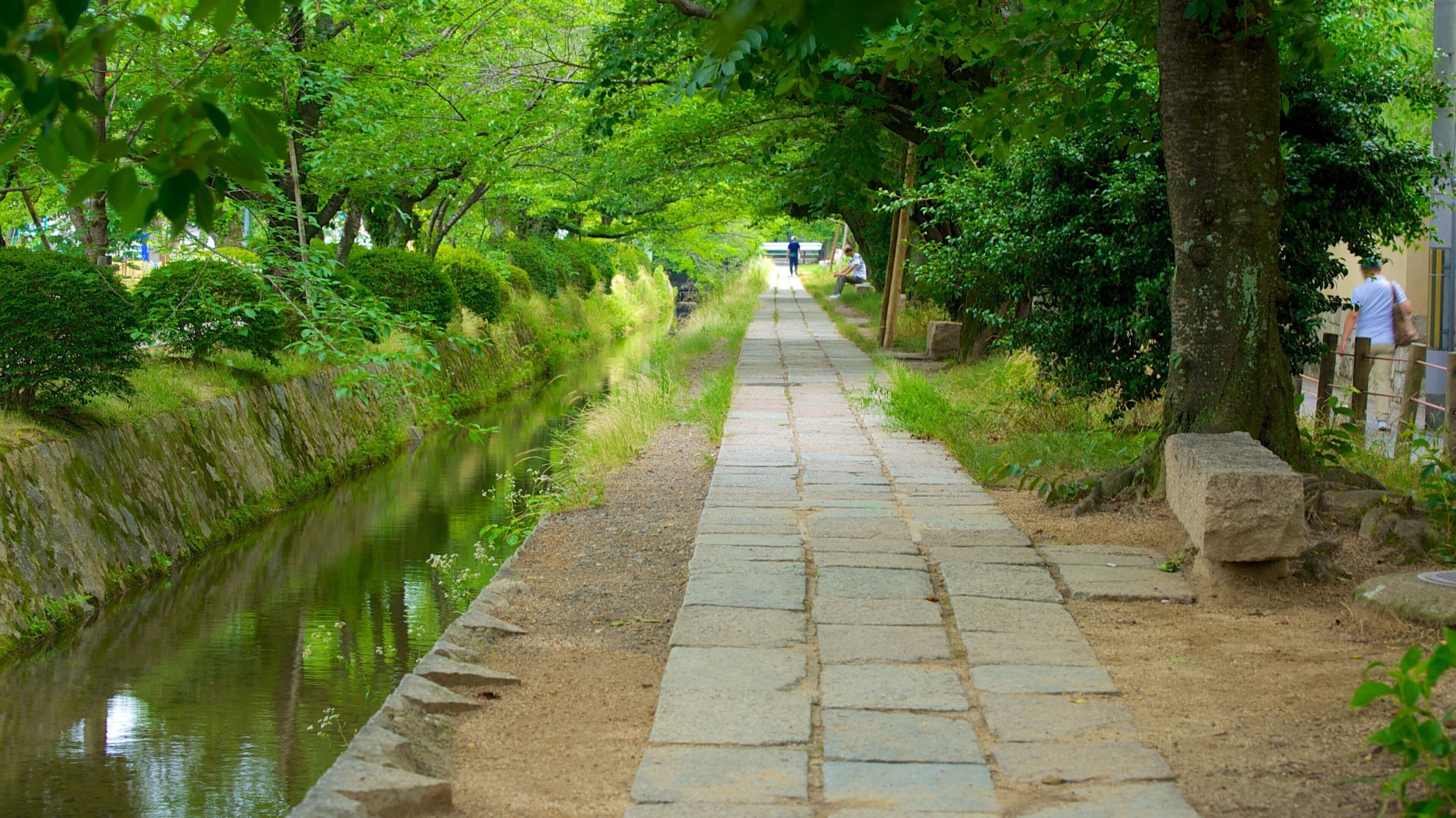 Un sendero de piedra junto a un canal, rodeado de abundante vegetación y árboles.