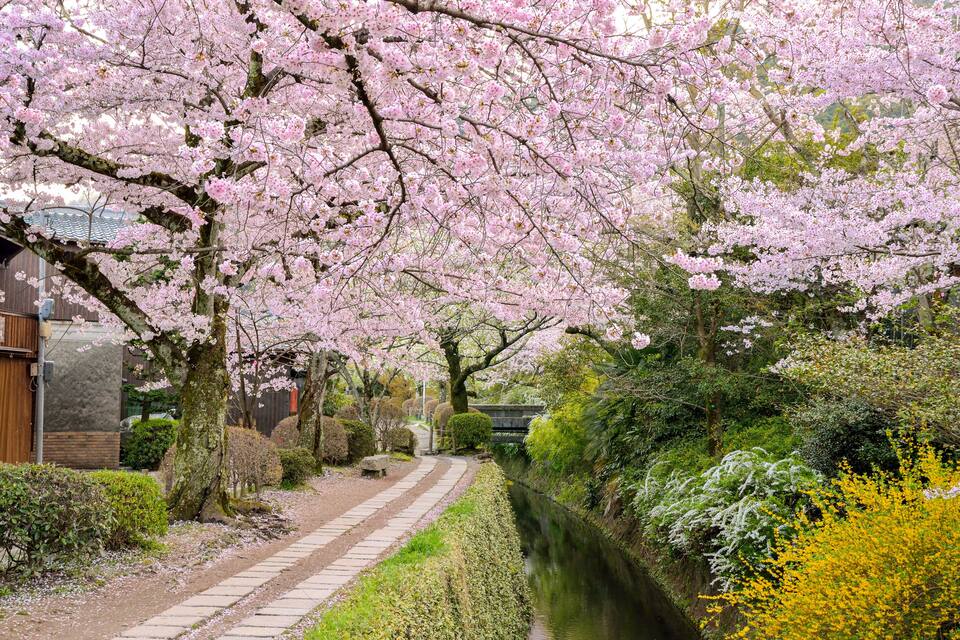 A pathway lined with cherry blossoms, a traditional building, and a river.