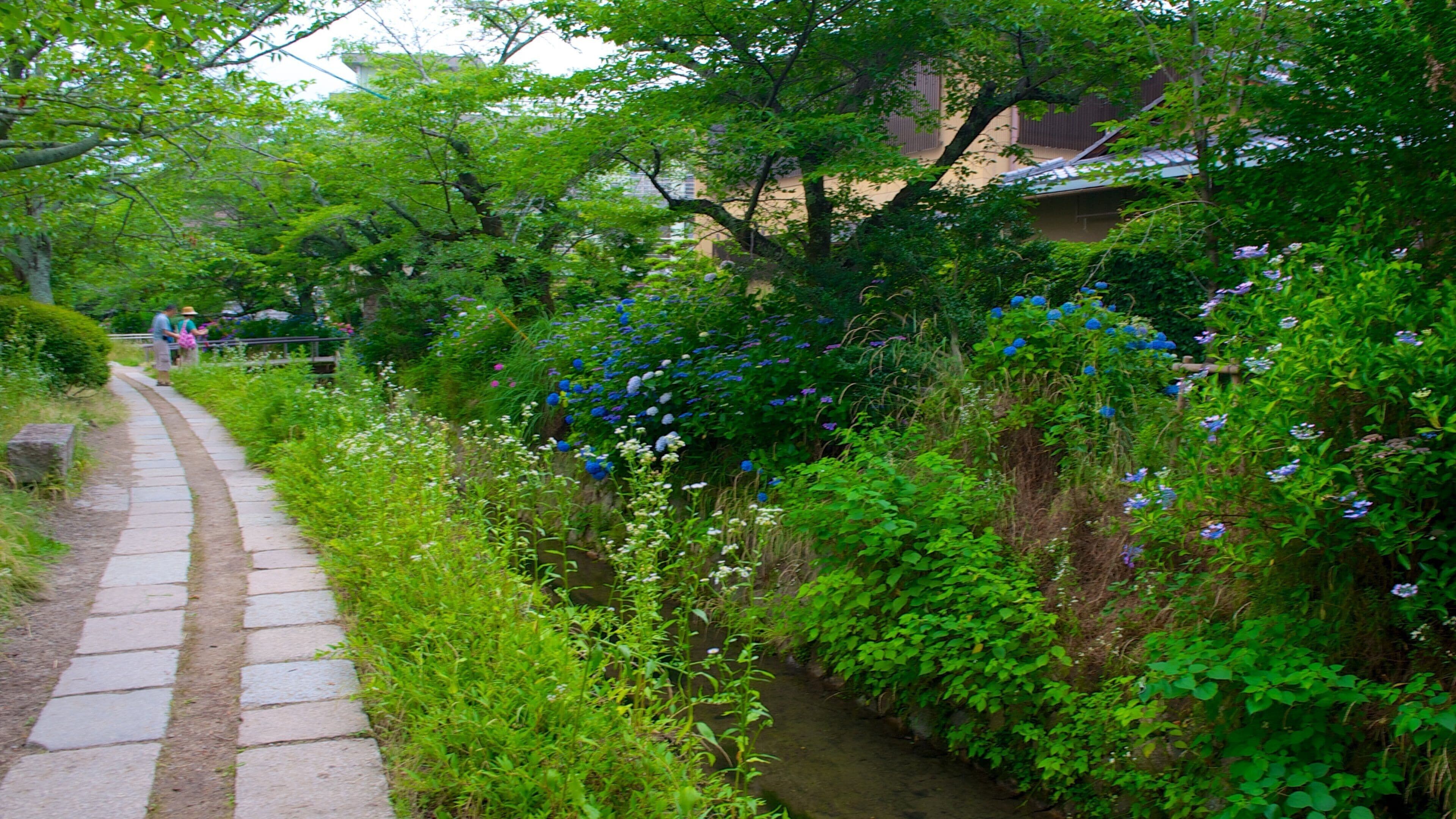 Philosopher\\\'s Walk featuring a garden, a river or creek and wildflowers