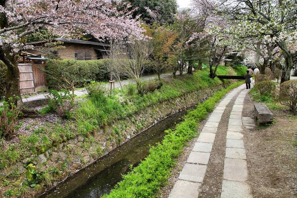 Kyoto, Japan - Philosopher's Walk, a hiking path famous for its cherry blossom (sakura)