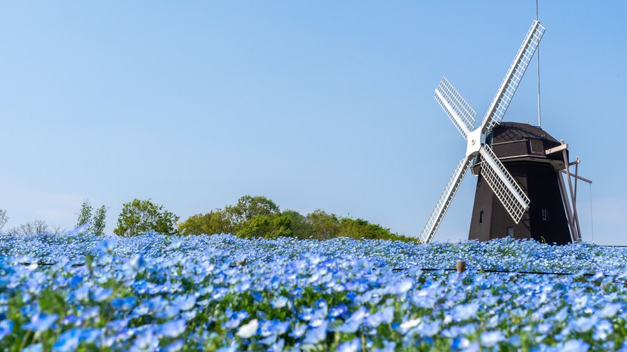 花博記念公園鶴見緑地の風車とネモフィラ