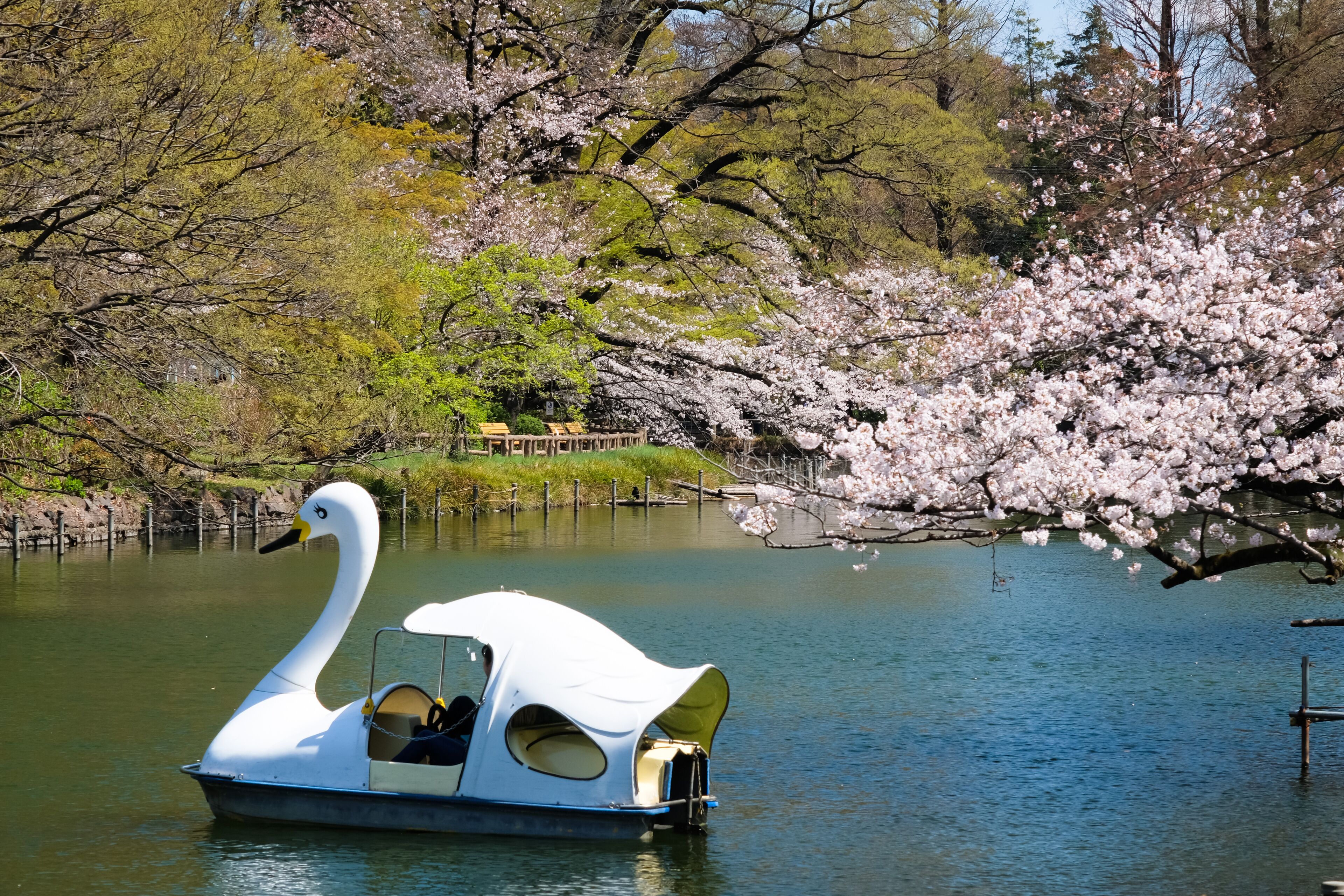 東京都 桜の咲く井の頭恩賜公園 井の頭池とボート