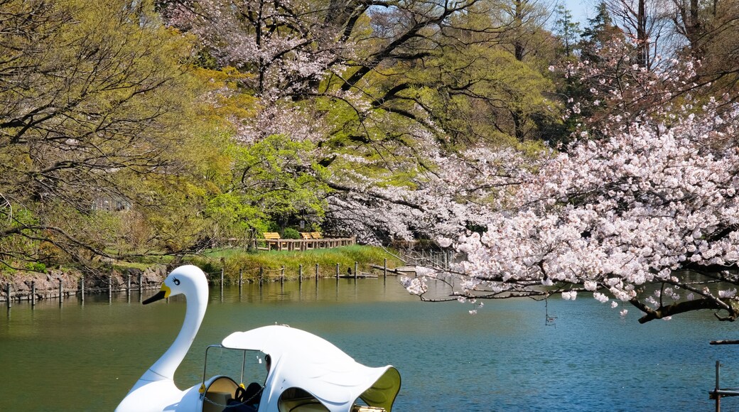 東京都 桜の咲く井の頭恩賜公園 井の頭池とボート