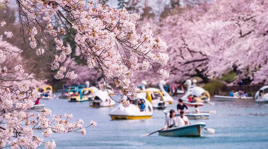 井の頭恩賜公園の桜とボート池の風景 / Scenery of cherry blossoms and boat pond in Inokashira Park. Mitaka, Tokyo, Japan.