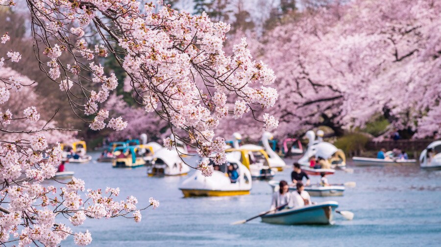 井の頭恩賜公園の桜とボート池の風景 / Scenery of cherry blossoms and boat pond in Inokashira Park. Mitaka, Tokyo, Japan.