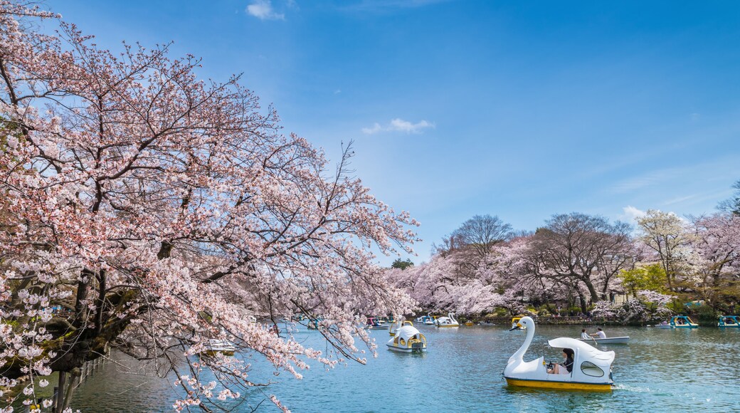 桜咲く井の頭公園の風景 ボート池を進むスワンボート / The scenery of Inokashira Park where the cherry blossoms are in full bloom. A swan boat slowly advances through the pond. Mitaka, Tokyo, Japan.