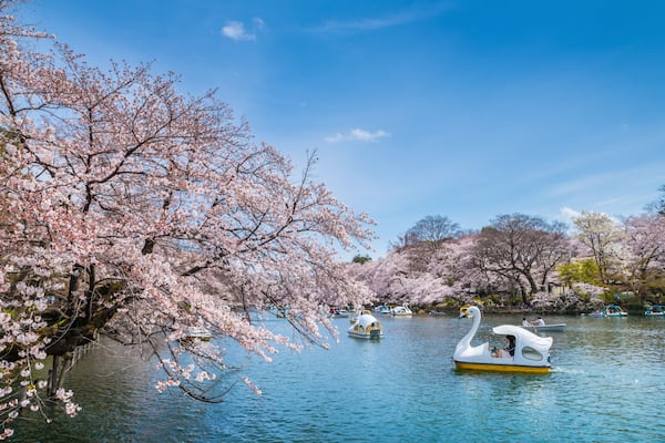 桜咲く井の頭公園の風景 ボート池を進むスワンボート / The scenery of Inokashira Park where the cherry blossoms are in full bloom. A swan boat slowly advances through the pond. Mitaka, Tokyo, Japan.