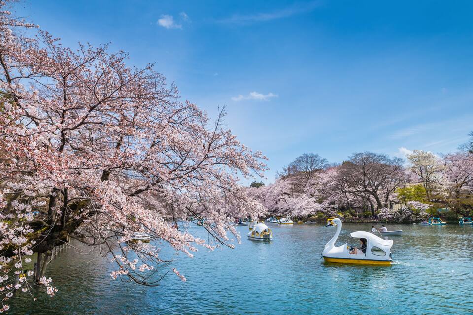 A serene lake with swan-shaped boats, cherry blossoms, and clear blue skies.